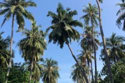 palmy a nebe na Maledivách