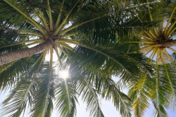 palmy na Maledivách