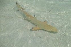 žralok na pláži