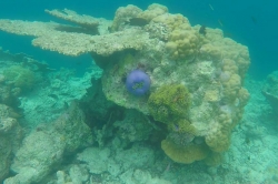 korálový útes při ostrově Ukulhas
