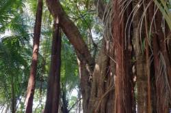 recenze-Fulhadhoo-Maledivy-strom