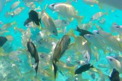 ryby v moři Maledivy