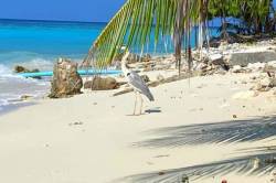 volavka na pláži na Maledivách
