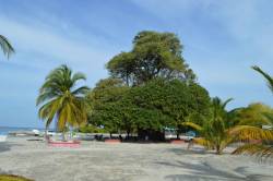 Obrovský strom na Maledivách