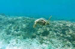 Připlouvající želva