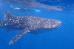 Žralok-obrovský-velrybí