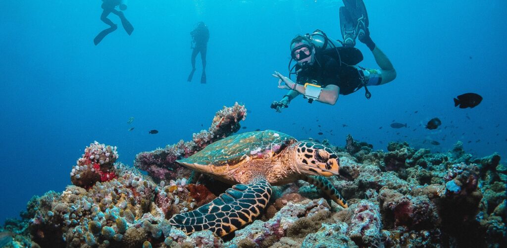 mořská želva na korálovém útesu
