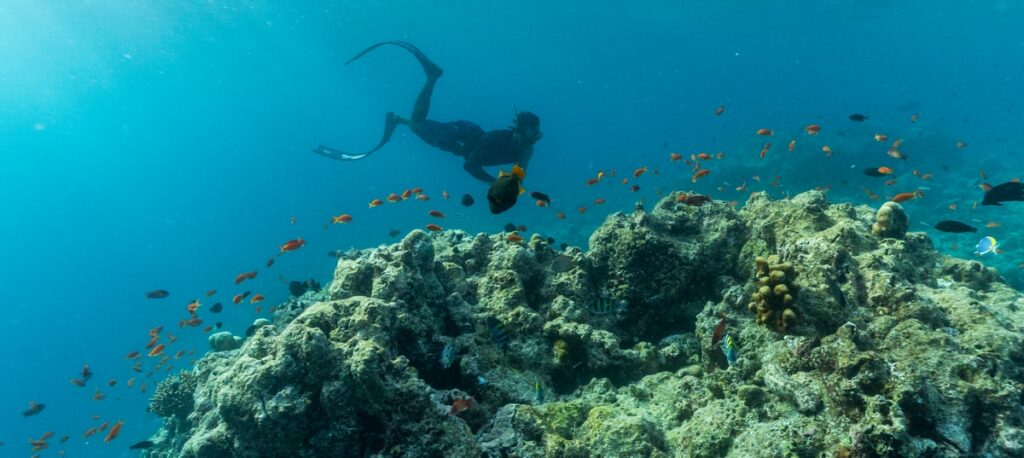 Ochrana korálových útesů