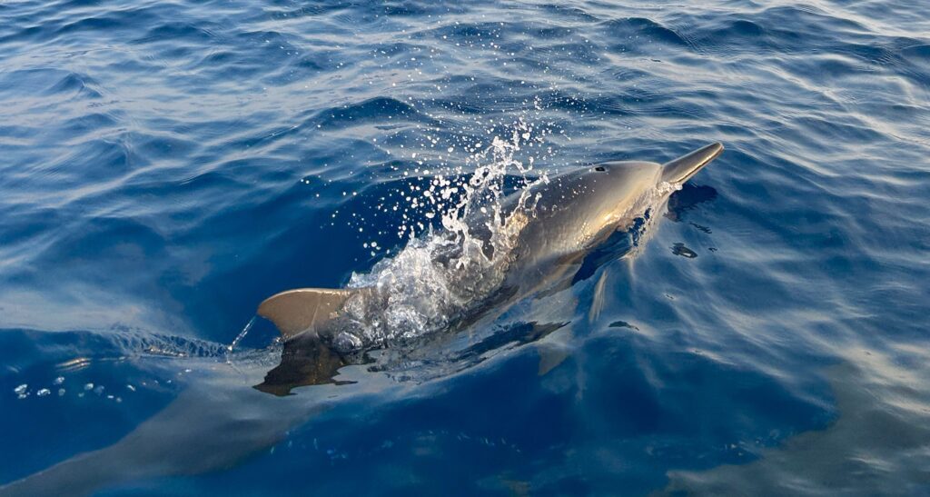 delfín u hladiny
